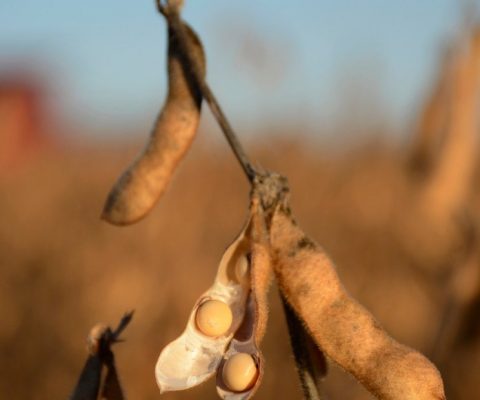 Malasia e Indonesia empujaron el precio de la soja argentina